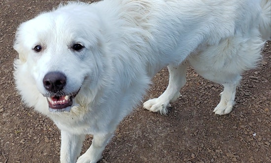 These Baltimore-based canines are up for adoption and in need of a good home