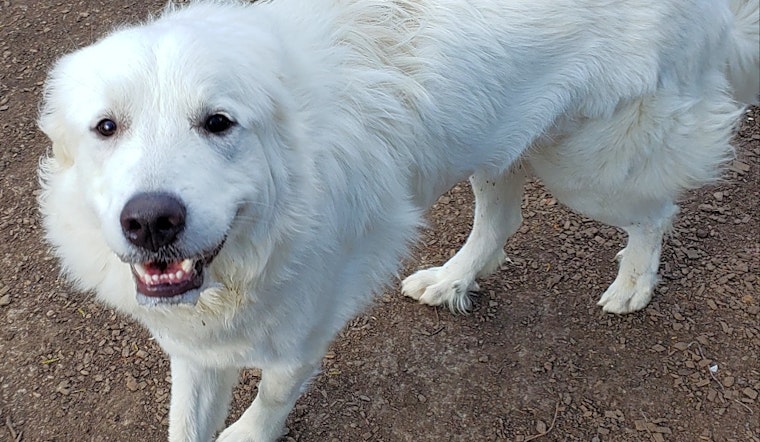 These Baltimore-based canines are up for adoption and in need of a good home