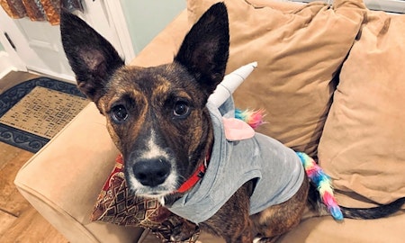 These Charlotte-based canines are up for adoption and in need of a good home