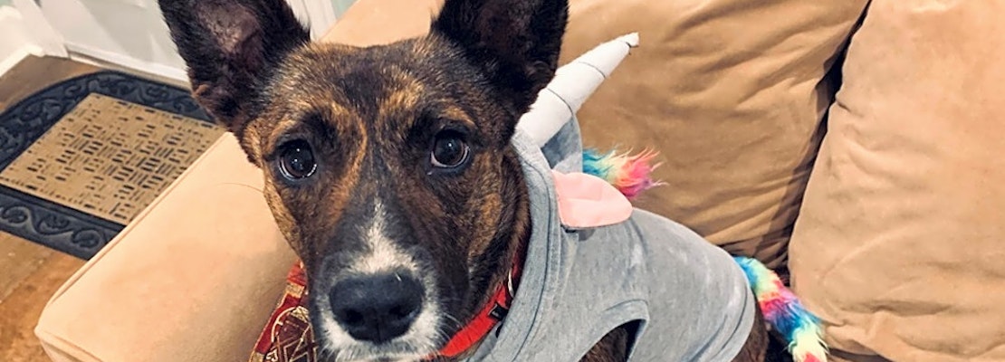 These Charlotte-based canines are up for adoption and in need of a good home