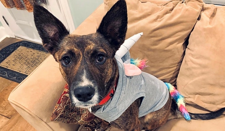 These Charlotte-based canines are up for adoption and in need of a good home
