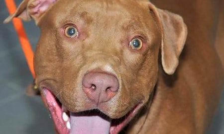 Looking to adopt a pet? Here are 6 delightful doggies to adopt now in Minneapolis