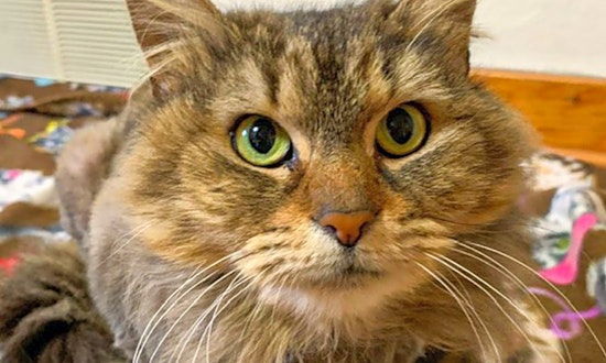 Want to adopt a pet? Here are 4 charming cats to adopt now in Pittsburgh
