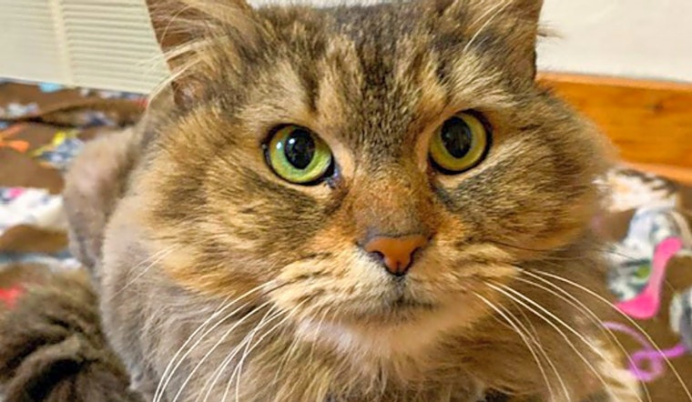 Want to adopt a pet? Here are 4 charming cats to adopt now in Pittsburgh