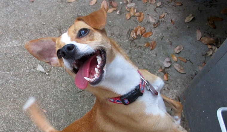 Want to adopt a pet? Here are 7 lovable pups to adopt now in Houston