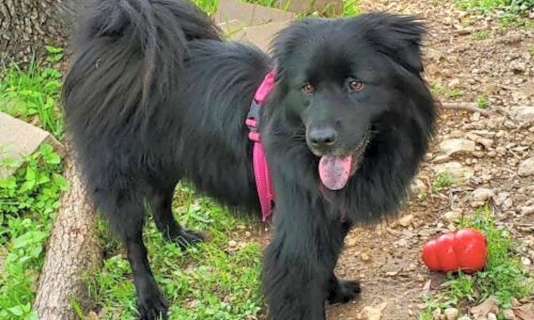 Border Collie Rescue Dogs for Adoption near Louisville, Kentucky, PetCurious