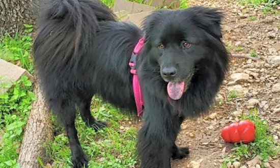 7 lovable pups to adopt now in San Antonio