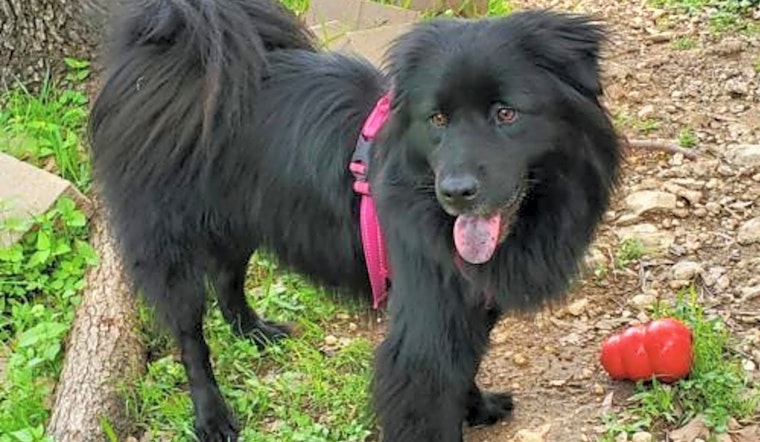 7 lovable pups to adopt now in San Antonio