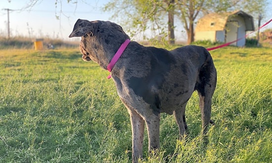 Always wanted a pet? Here are 7 cuddly canines ready to adopt now in Dallas