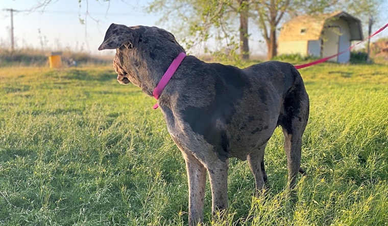 Always wanted a pet? Here are 7 cuddly canines ready to adopt now in Dallas
