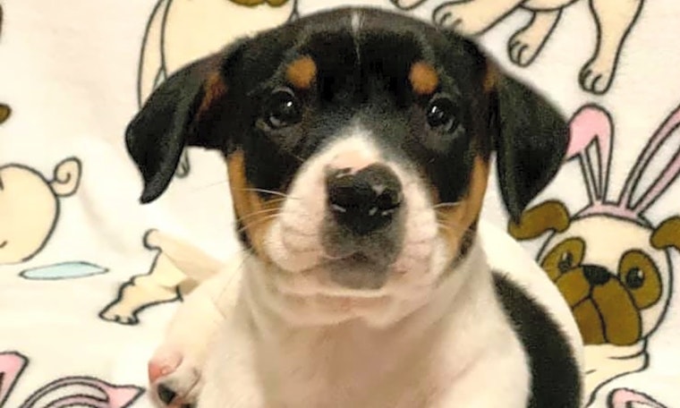 4 cuddly puppies ready to adopt now in Plano