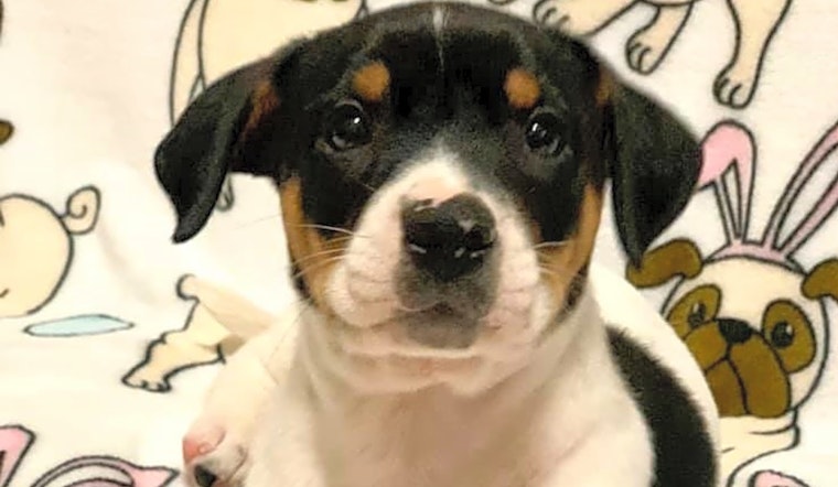 4 cuddly puppies ready to adopt now in Plano