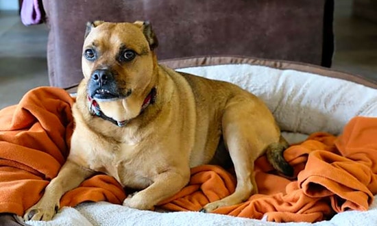 7 delightful doggies to adopt now in Austin