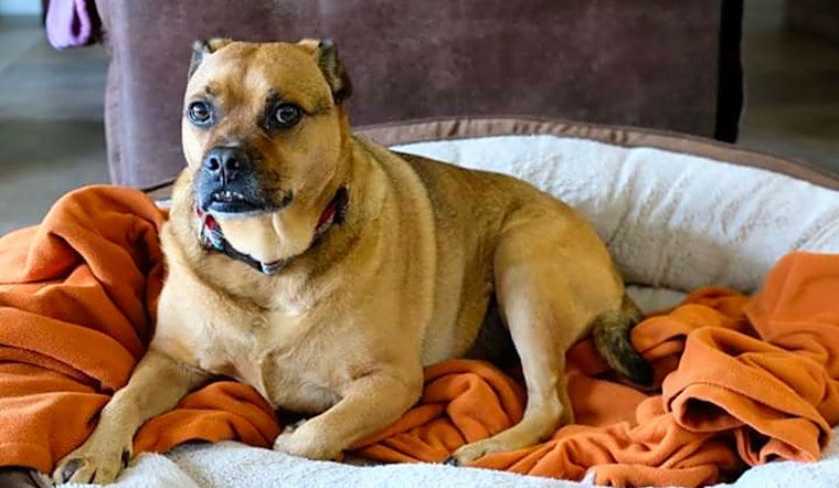 7 delightful doggies to adopt now in Austin