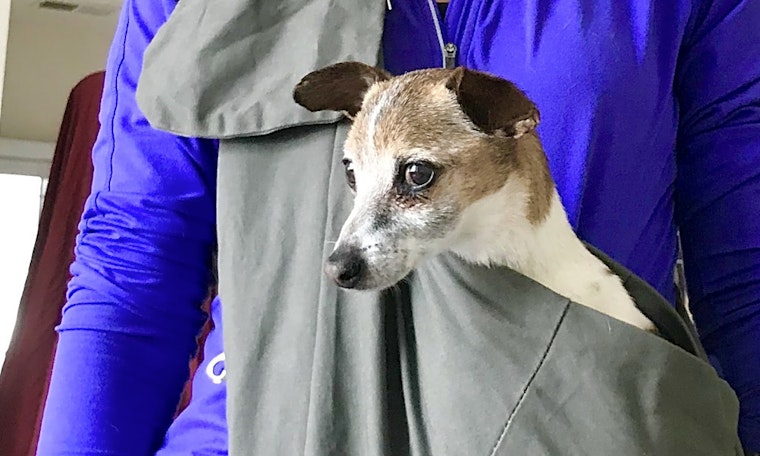 Looking to adopt a pet? Here are 7 cuddly canines to adopt now in Denver