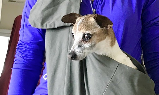 Looking to adopt a pet? Here are 7 cuddly canines to adopt now in Denver