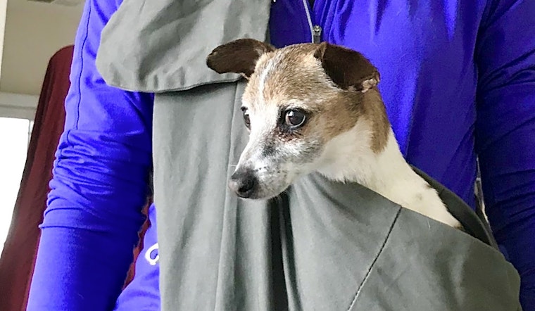 Looking to adopt a pet? Here are 7 cuddly canines to adopt now in Denver