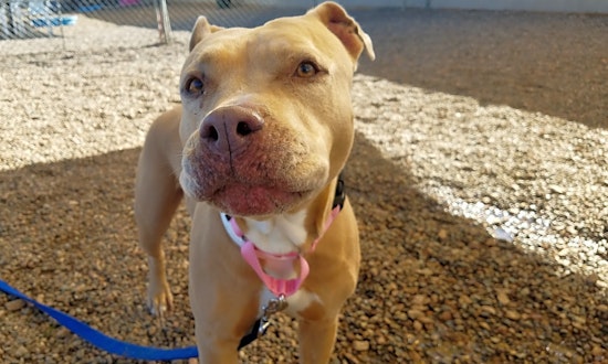 These Mesa-based doggies are up for adoption and in need of a good home