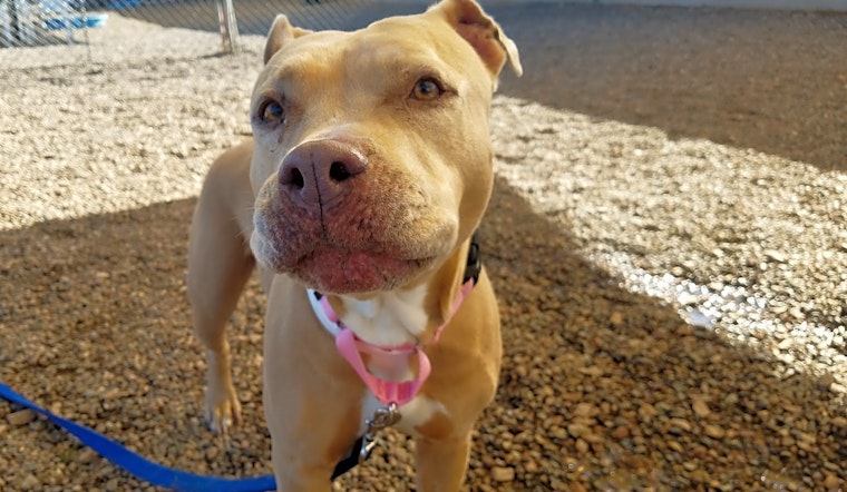 These Mesa-based doggies are up for adoption and in need of a good home