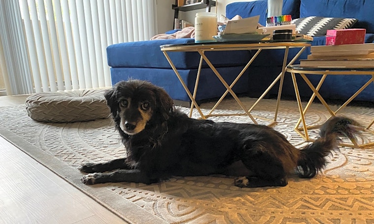 5 cuddly canines to adopt now in Los Angeles