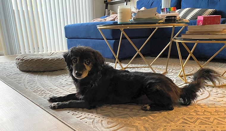 5 cuddly canines to adopt now in Los Angeles