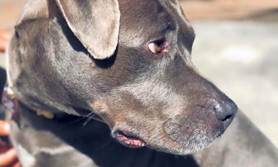 6 cuddly canines to adopt now in Long Beach