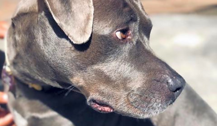 6 cuddly canines to adopt now in Long Beach