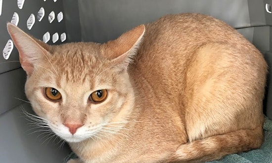 4 fabulous felines to adopt now in Anaheim