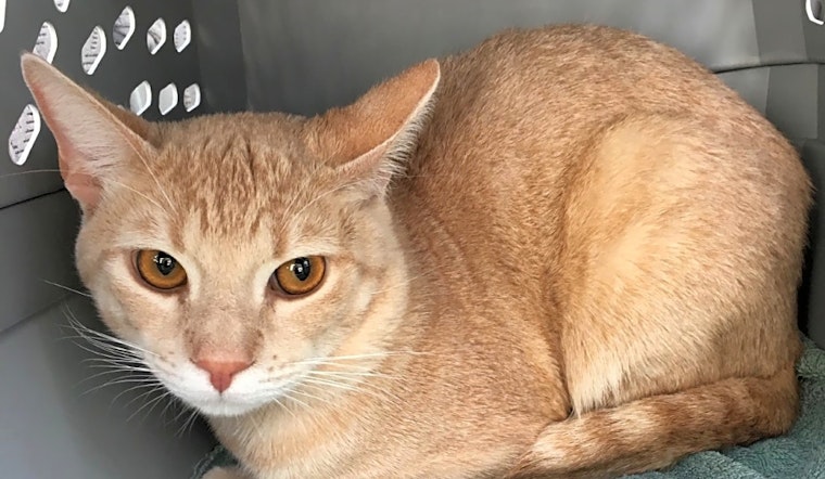 4 fabulous felines to adopt now in Anaheim