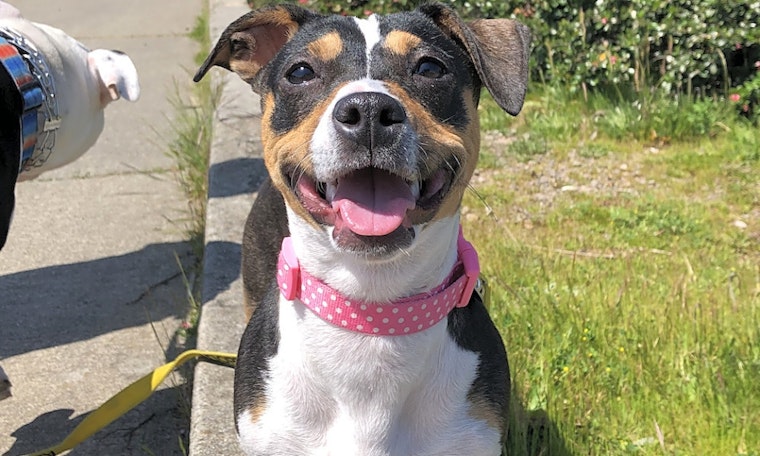 6 delightful doggies up for adoption in San Francisco