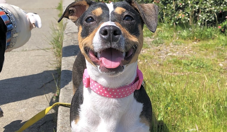 6 delightful doggies up for adoption in San Francisco