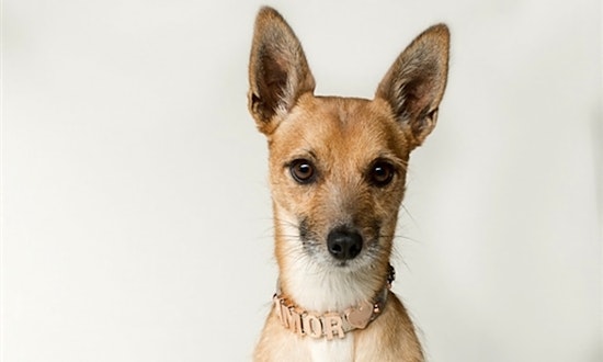 These Oakland-based pups are up for adoption and in need of a good home