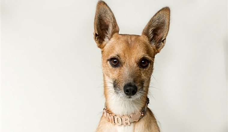 These Oakland-based pups are up for adoption and in need of a good home