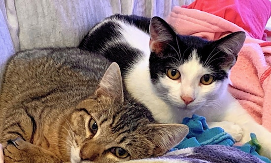Want to adopt a pet? Here are 7 cool kitties to adopt now in San Jose