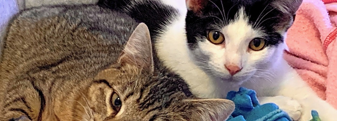 Want to adopt a pet? Here are 7 cool kitties to adopt now in San Jose