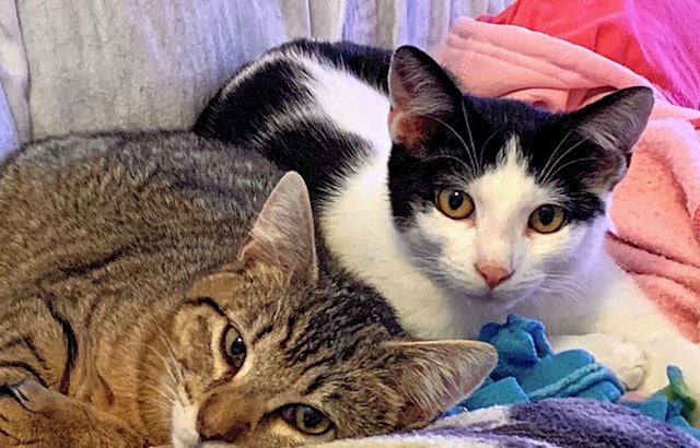 Want to adopt a pet? Here are 7 cool kitties to adopt now in San Jose