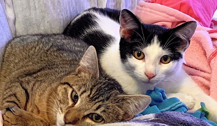 Want to adopt a pet? Here are 7 cool kitties to adopt now in San Jose