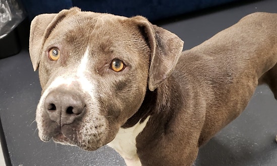Want to adopt a pet? Here are 4 delightful doggies to adopt now in Portland