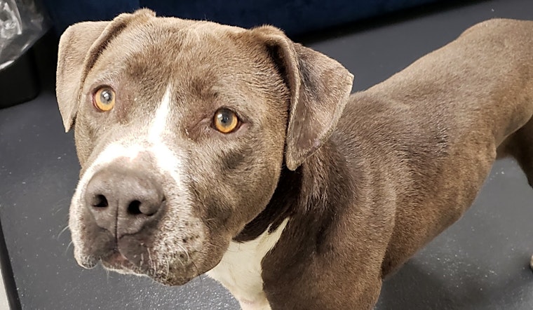 Want to adopt a pet? Here are 4 delightful doggies to adopt now in Portland