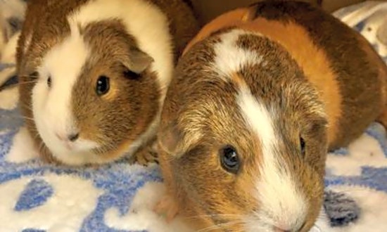 These Seattle-based pets are up for adoption and in need of a good home