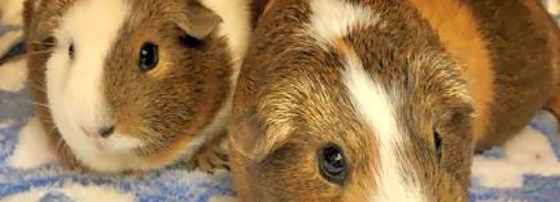 These Seattle-based pets are up for adoption and in need of a good home