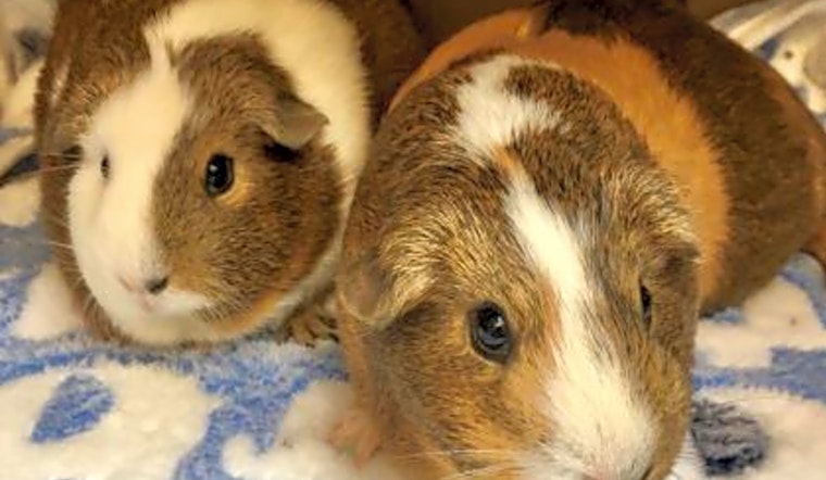 These Seattle-based pets are up for adoption and in need of a good home