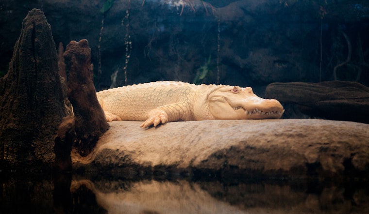 5 options for stay-at-home fun in SF: Thursday, April 16