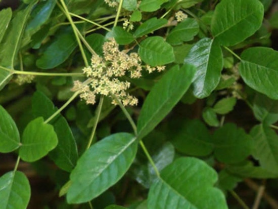 Poison Oak Seeks Forgiving Gardener For Horticultural Romance