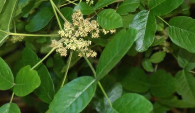 Poison Oak Seeks Forgiving Gardener For Horticultural Romance