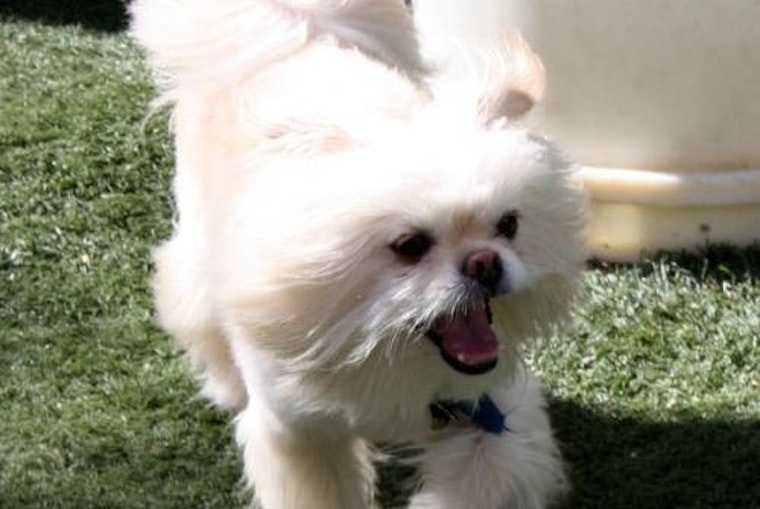 Santa Ana-based dogs up for adoption