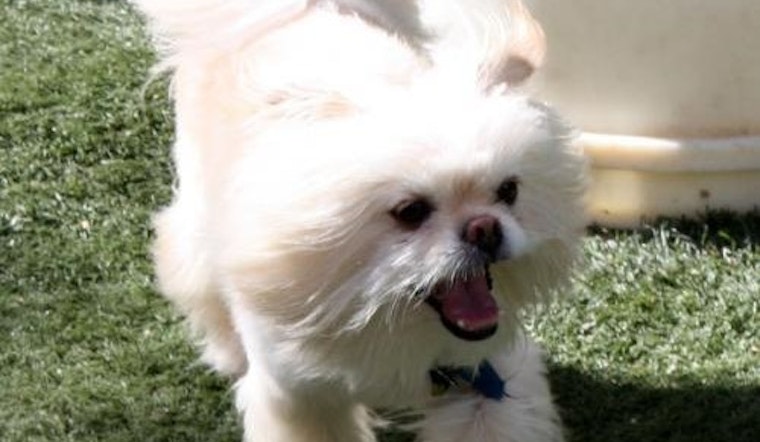 Santa Ana-based dogs up for adoption