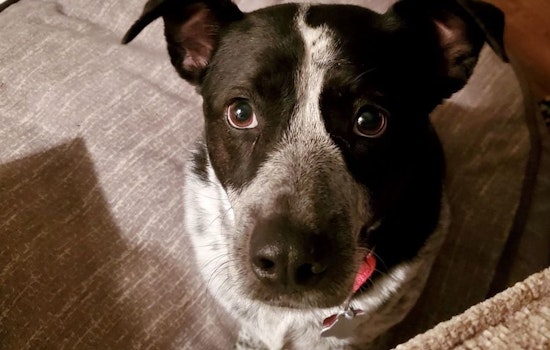 These St. Louis-based dogs are up for adoption and in need of a good home