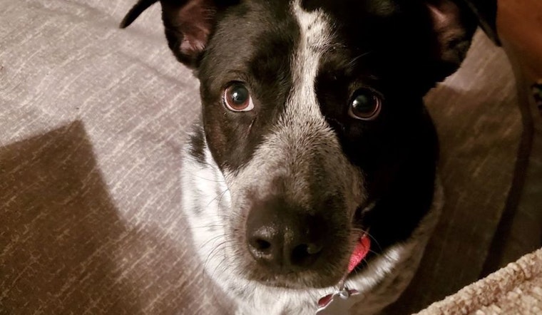 These St. Louis-based dogs are up for adoption and in need of a good home