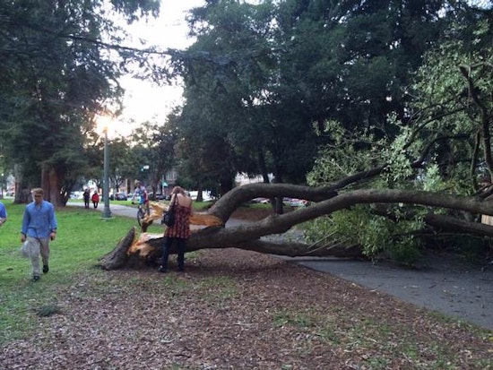 Panhandle Cyclist Nearly Crushed By Falling Tree